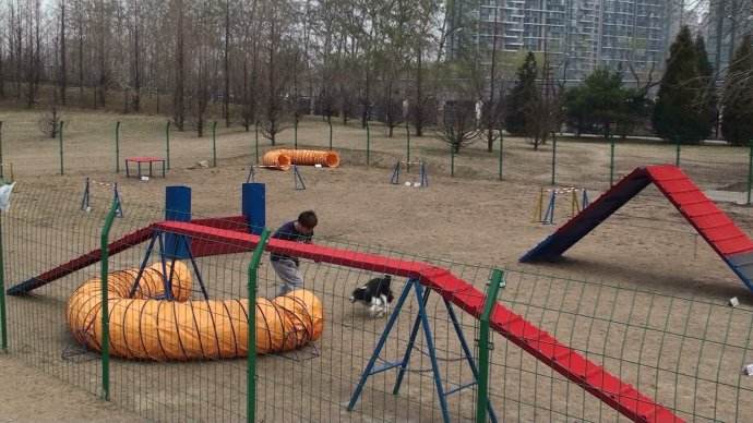宠物狗乐园