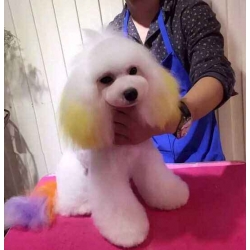 宠物狗美容
