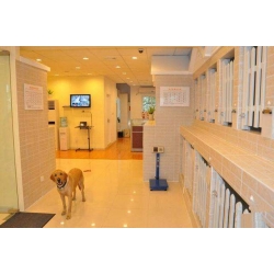 犬只类寄养